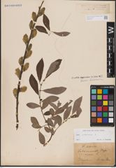 Foto von Salix cinerea L.